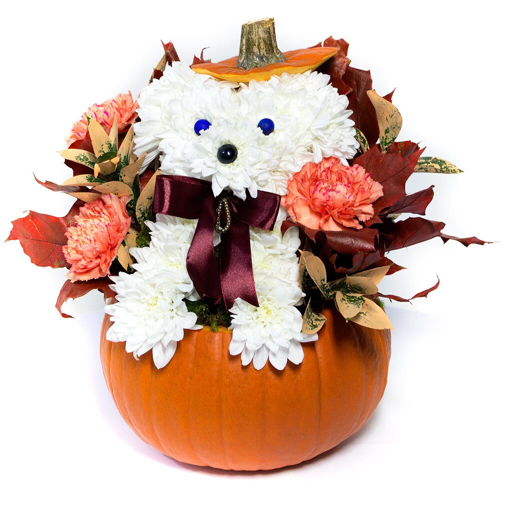 Aranjament floral in forma de caine, 9 crizanteme, alb/portocaliu, 30x20cm