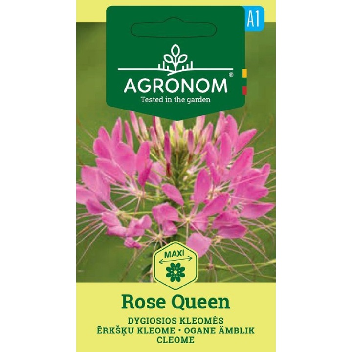 Cleome Rose Queen, Agronom, Seminte, plic, 0.4 grame