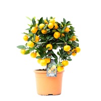 calamondin la ghiveci - mandarin pitic imagen 41_0_
0