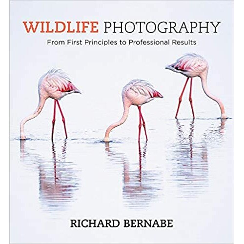 Wildlife Photography - Richard Bernabe