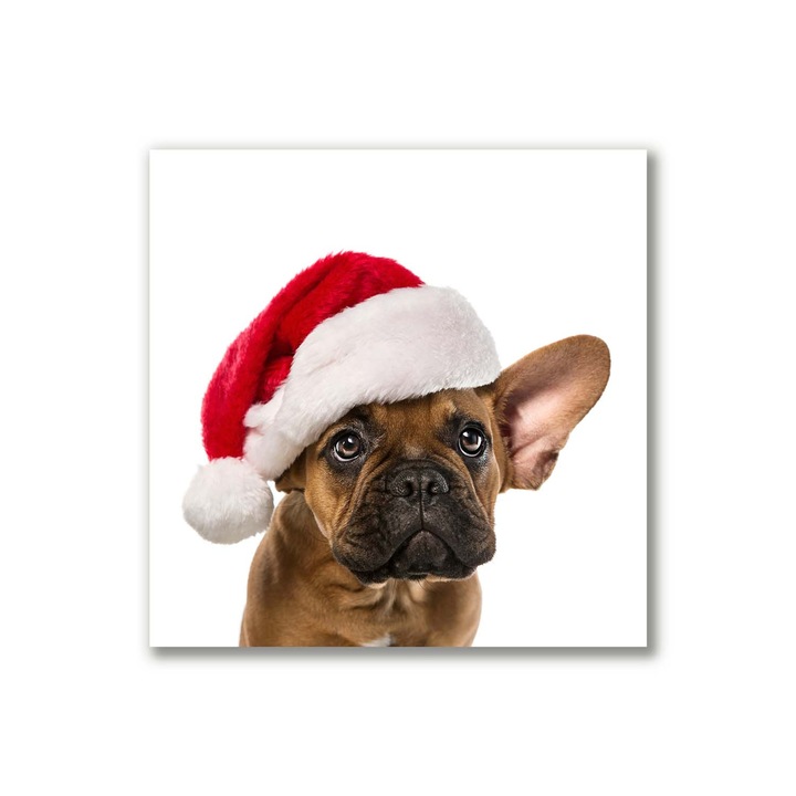 Pictura pe panza, 40x40cm, Decorarea peretilor, Bulldog