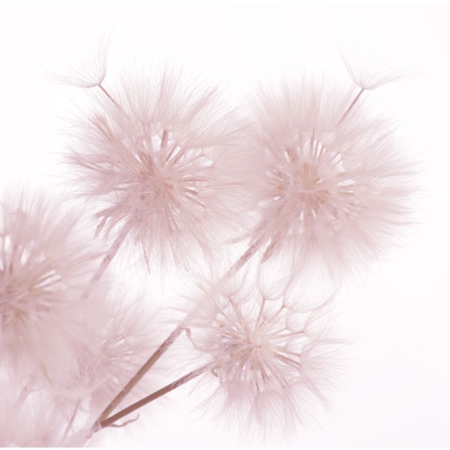 Fototapet Papadie Roz, 230x180 cm