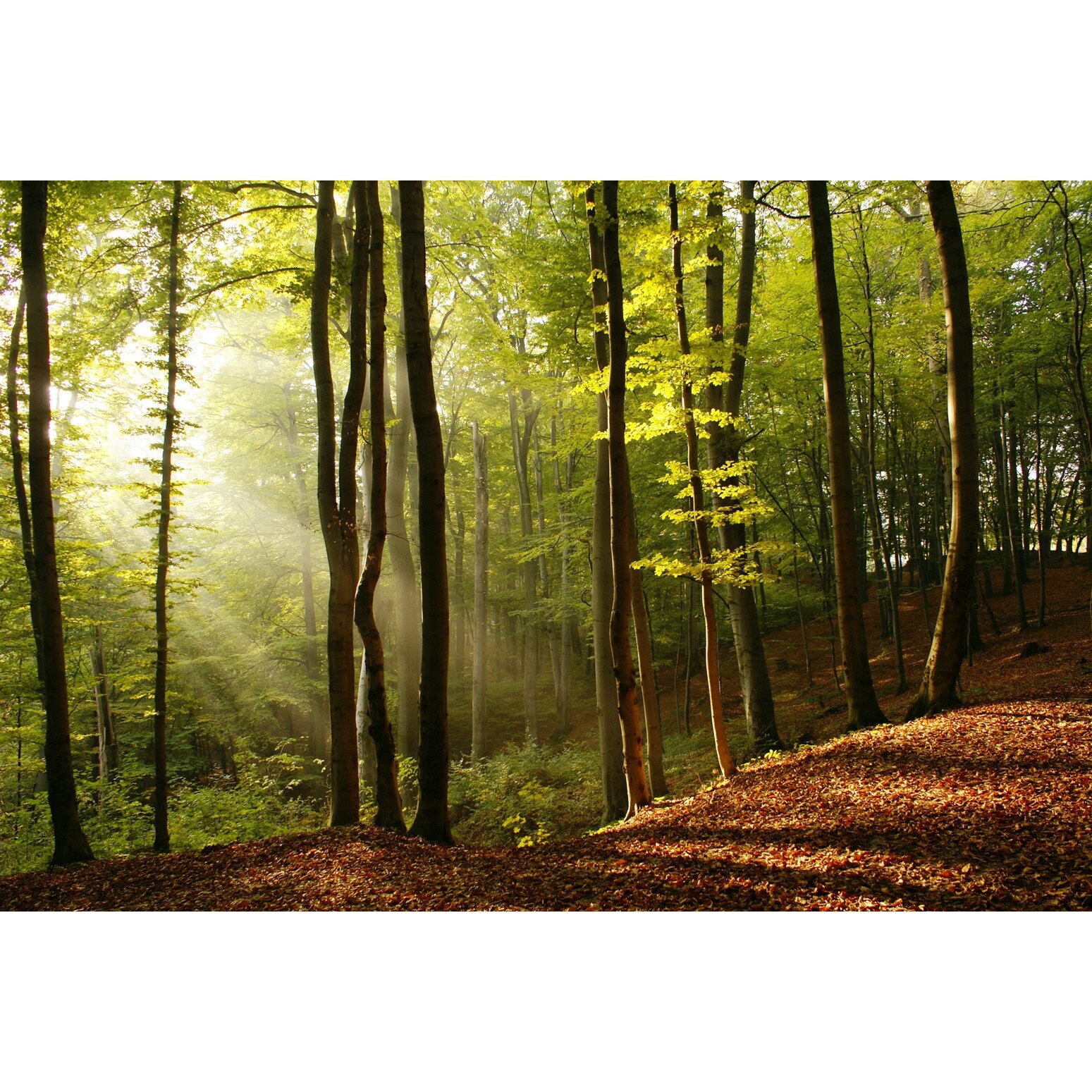 Fototapet Raze de Soare in Padure - 255x180 cm