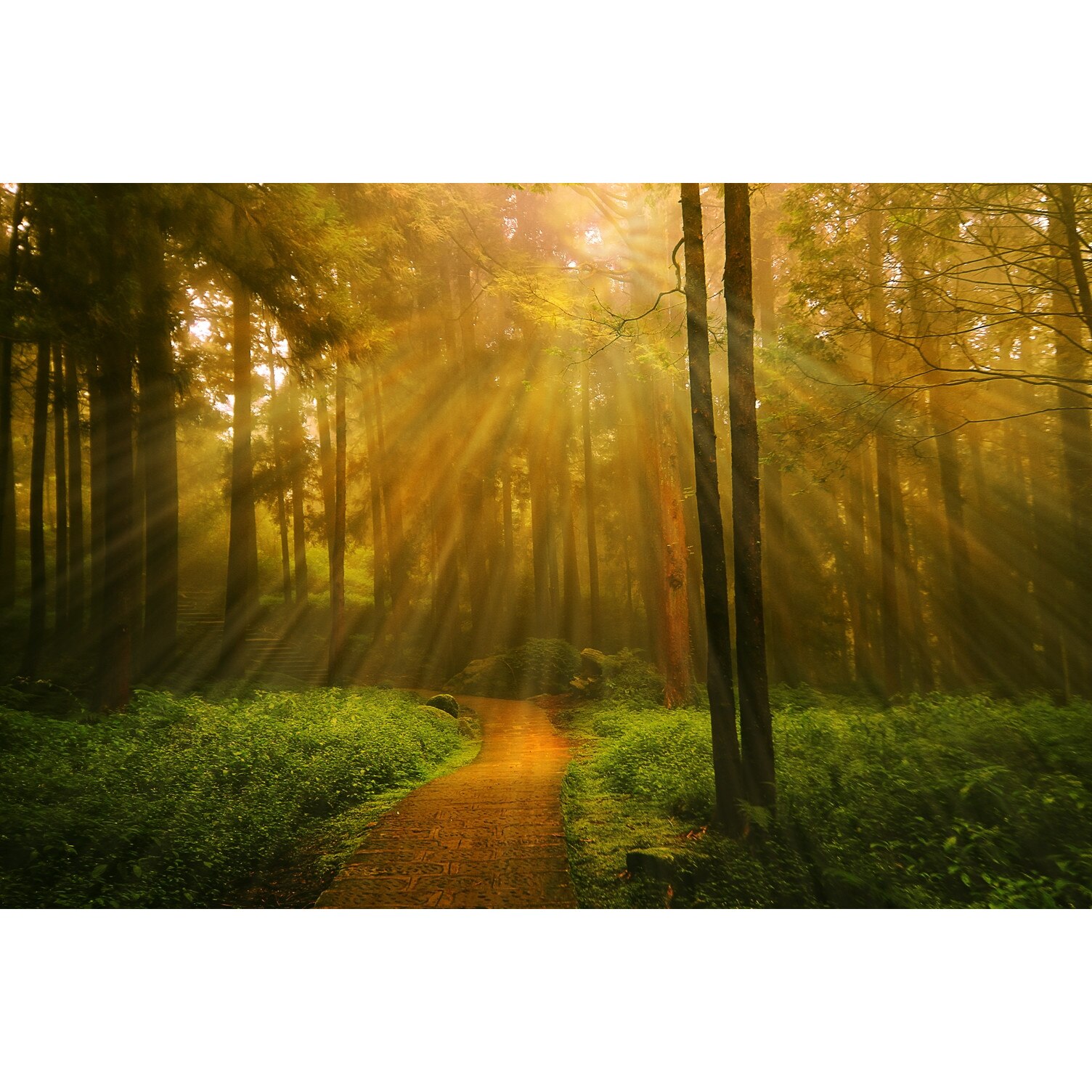 Fototapet Lumina in Padure - 255x180 cm
