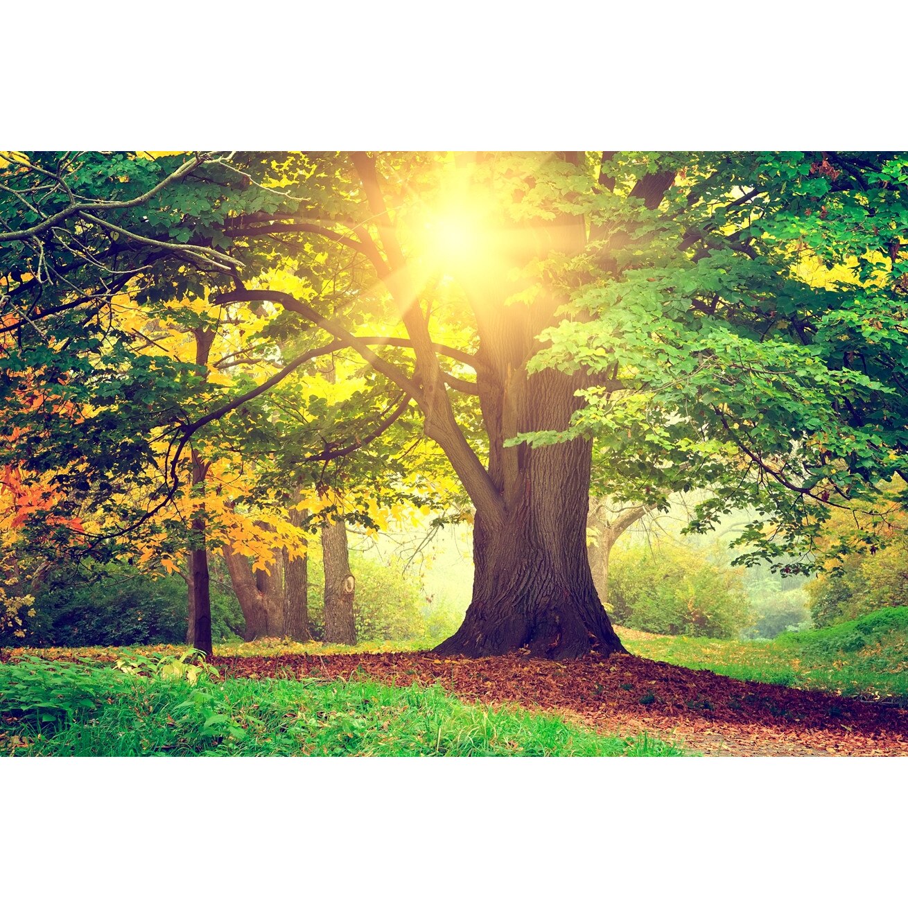 Fototapet Copac in Parc - 255x180 cm