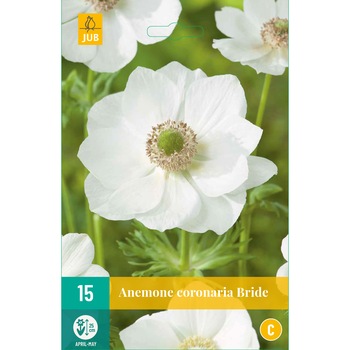 Anemone Coronaria Bride, Holland, Bulbi, 15 buc Anemone Coronaria Bride, Holland, Bulbi, 15 buc