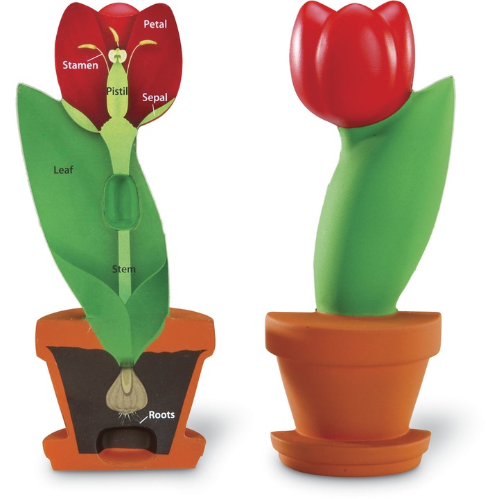 Model de Sectiune a Florii