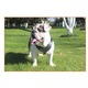 Barna hám tüskés M-es méret, kutyáknak, szintetikus bőr anyag, amstaff, bulldog, pitbull, bullterrier, terrier