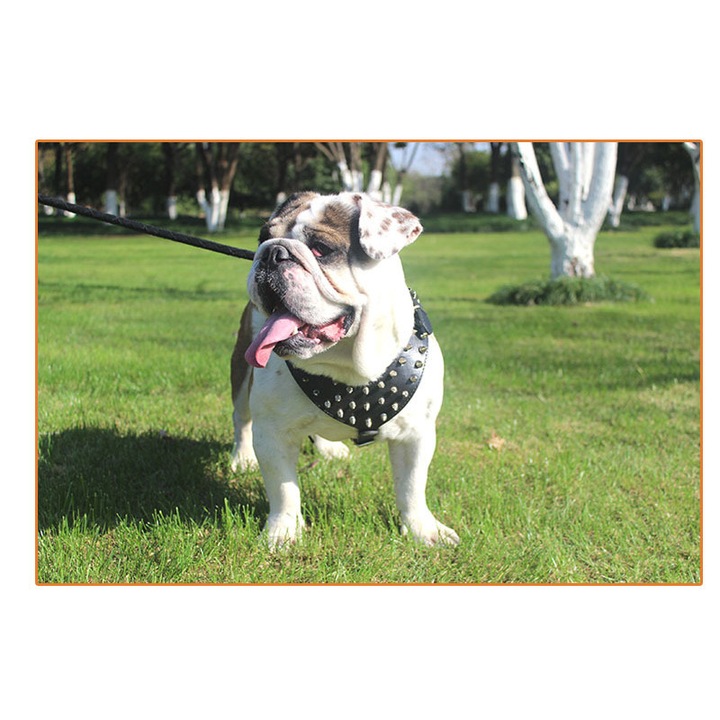 Barna hám tüskés M-es méret, kutyáknak, szintetikus bőr anyag, amstaff, bulldog, pitbull, bullterrier, terrier