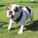 Barna hám tüskés M-es méret, kutyáknak, szintetikus bőr anyag, amstaff, bulldog, pitbull, bullterrier, terrier