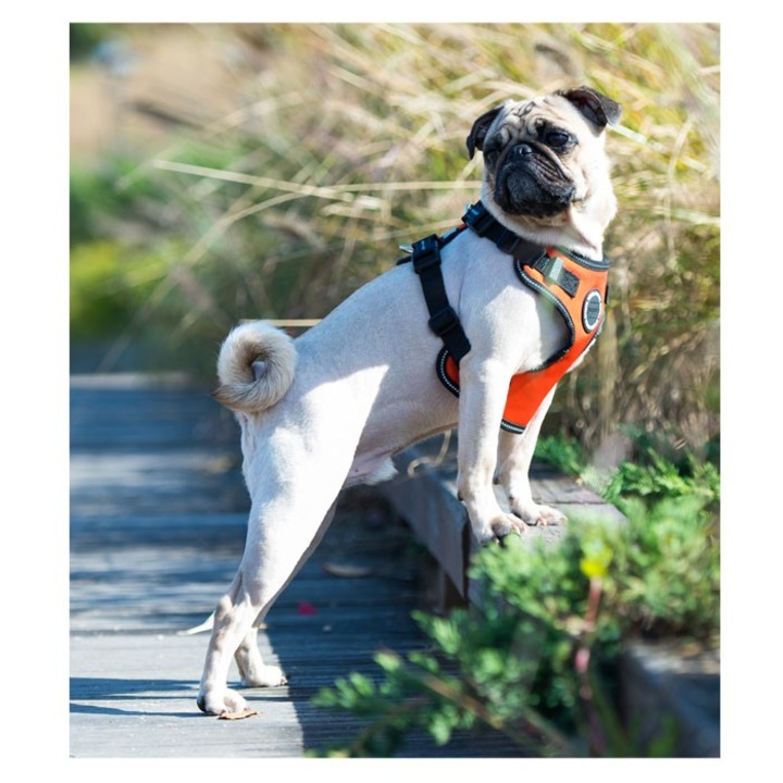 Ham caini Puppia Trek Safety F, rosu, S