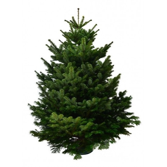 Brad Nordman Calitate Lux 1.75-2.00 m