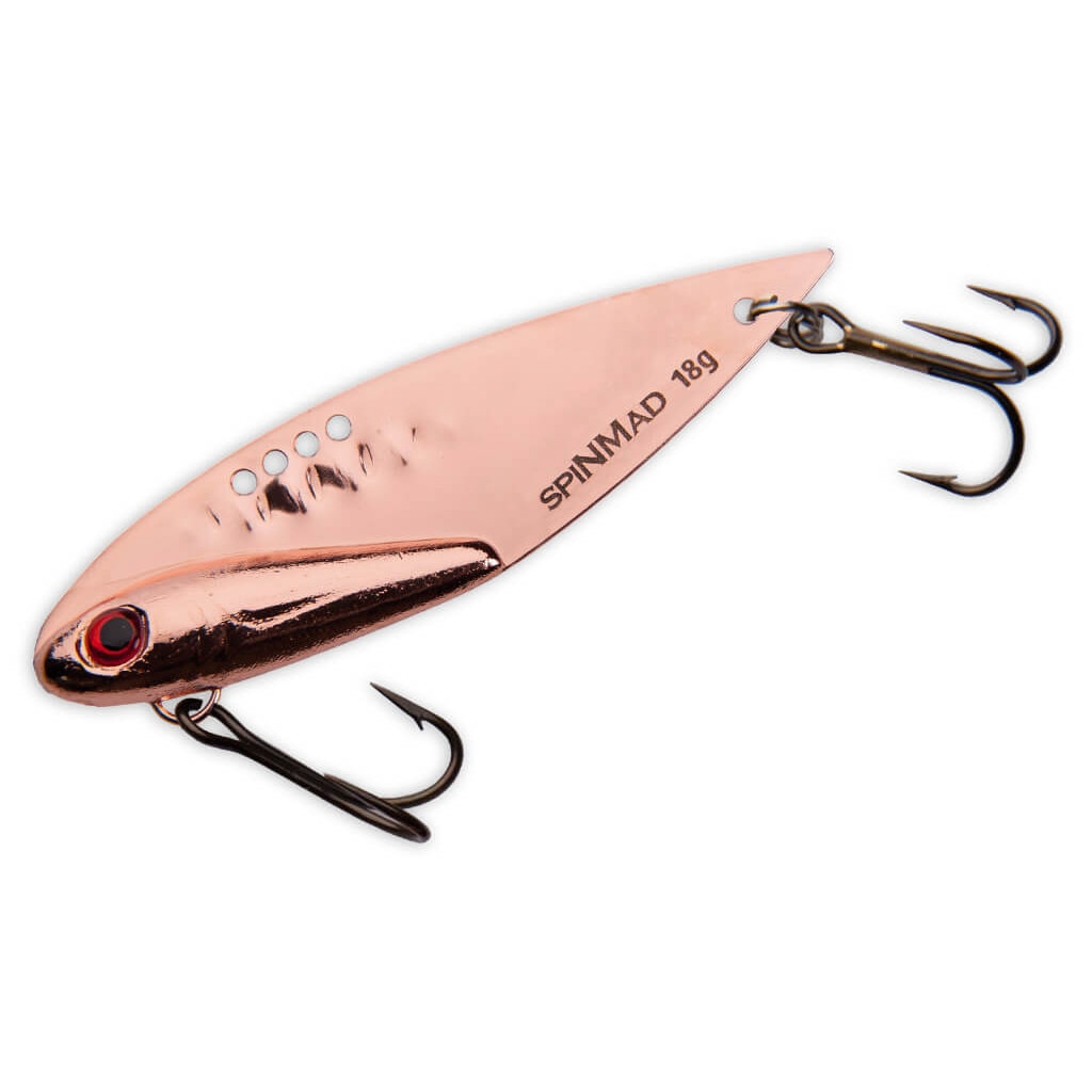 標本 Australia Cicadoidea sp. 65mm 標本 Australia Cicadoidea sp. 65mm Hemiptera - Cicada