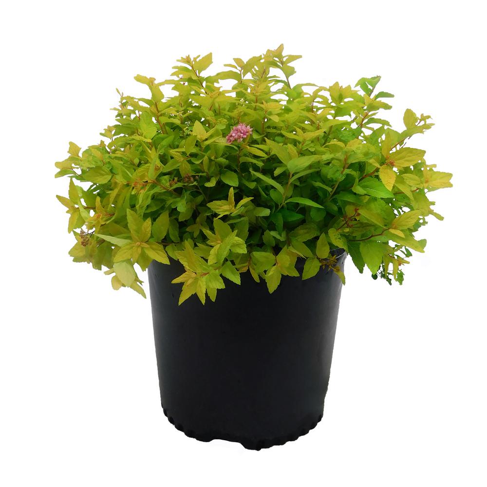 Spiraea Golden Carpet 10 - 20 cm