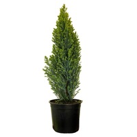 Chiparos - Chamaecyparis Lawsoniana Elwodii Gold - inaltime 20-30 cm