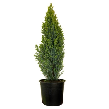 Chiparos - Chamaecyparis Lawsoniana Elwodii Gold - inaltime 20-30 cm Chiparos - Chamaecyparis Lawsoniana Elwodii Gold - inaltime 20-30 cm