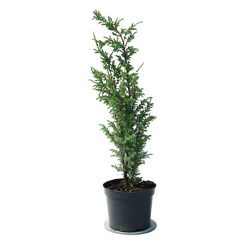 Ienupar- Juniperus communis hibernica 30 - 40 cm Ienupar- Juniperus communis hibernica 30 - 40 cm