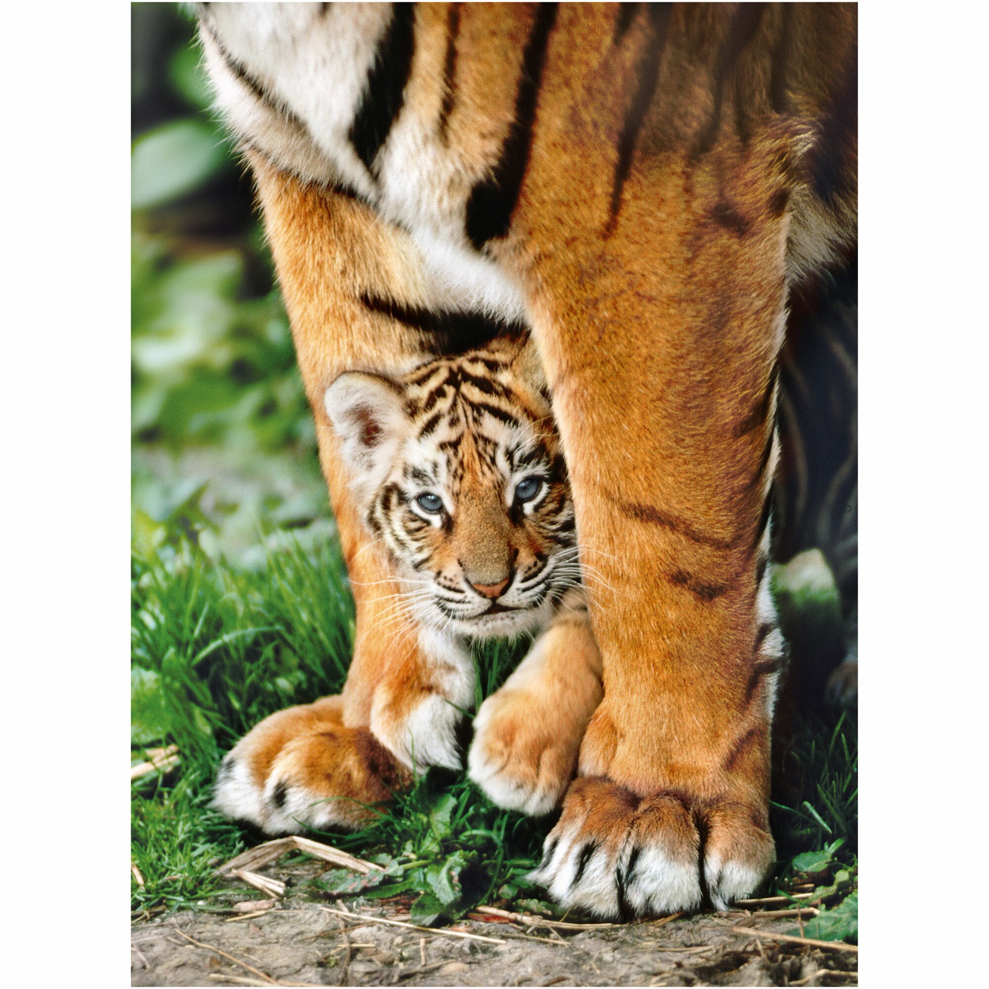 Puzzle Clementoni - Pui de tigru bengal, 500 piese