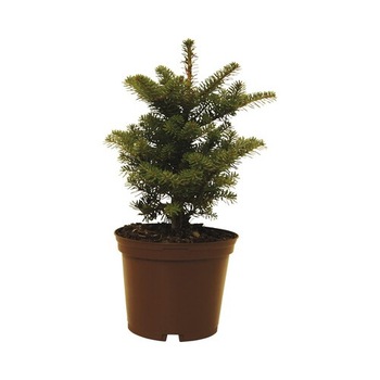 Brad - Abies Koreana 40-60 cm Brad - Abies Koreana 40-60 cm