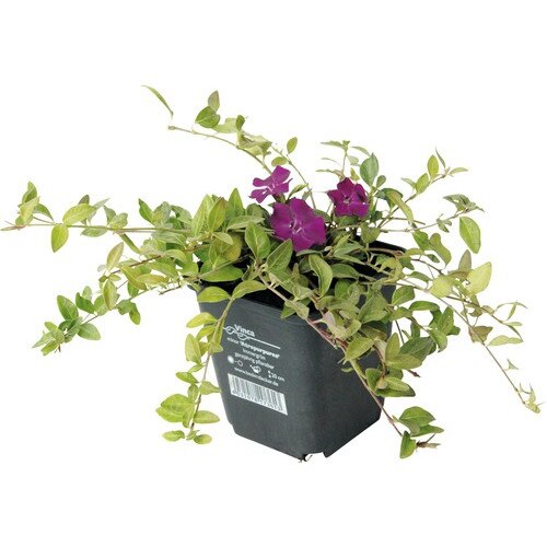 Vinca Minor Atropurpurea diametrul 20 - 30 cm