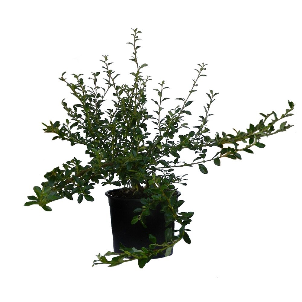 Cotoneaster Coral Beauty diametrul 10 - 20 cm