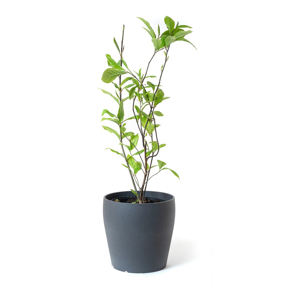 Magnolia Betty 20 - 30 cm