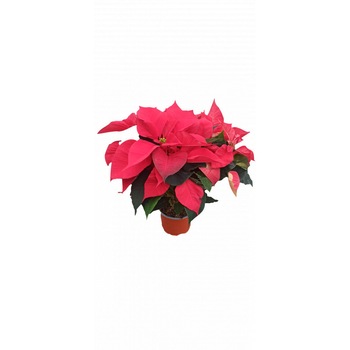 Craciunite - Poinsettia Craciunite - Poinsettia
