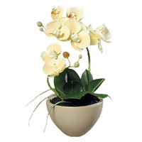Orhidee Phalaenopsis in vas ceramic maro, 30 cm