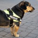 Hám kutyáknak, Police K9, sárga, S