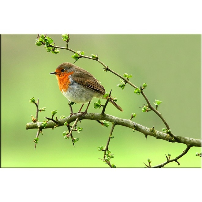 Tablou DualView Startonight Pe o craca, luminos in intuneric, 80 x 120 cm