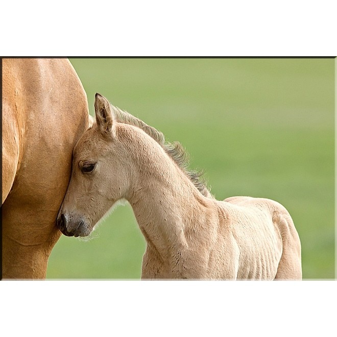 Tablou DualView Startonight Dragoste de manz, luminos in intuneric, 80 x 120 cm