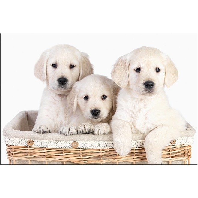 Tablou DualView Startonight Pui de Labrador, luminos in intuneric, 20 x 30 cm