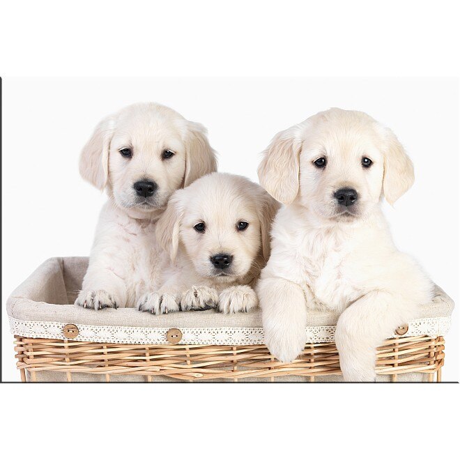 Tablou DualView Startonight Pui de Labrador, luminos in intuneric, 80 x 120 cm