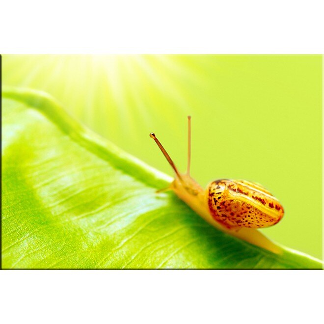 Tablou DualView Startonight Melc pe frunza, luminos in intuneric, 80 x 120 cm