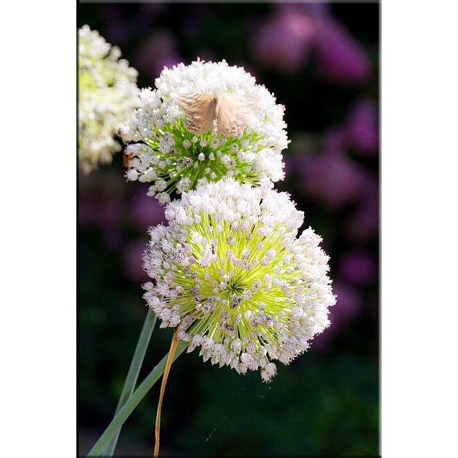 Tablou DualView Startonight Flori de ceapa, luminos in intuneric, 80 x 120 cm