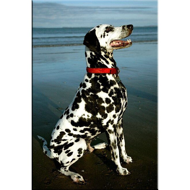 Tablou DualView Startonight Dalmatian pe plaja, luminos in intuneric, 80 x 120 cm