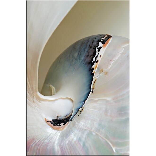 Tablou DualView Startonight Nautilius … macro, luminos in intuneric, 20 x 30 cm