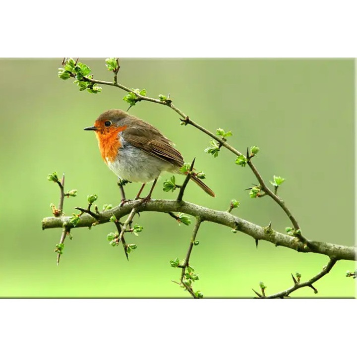 Tablou DualView Startonight Pe o craca, luminos in intuneric, 60 x 90 cm