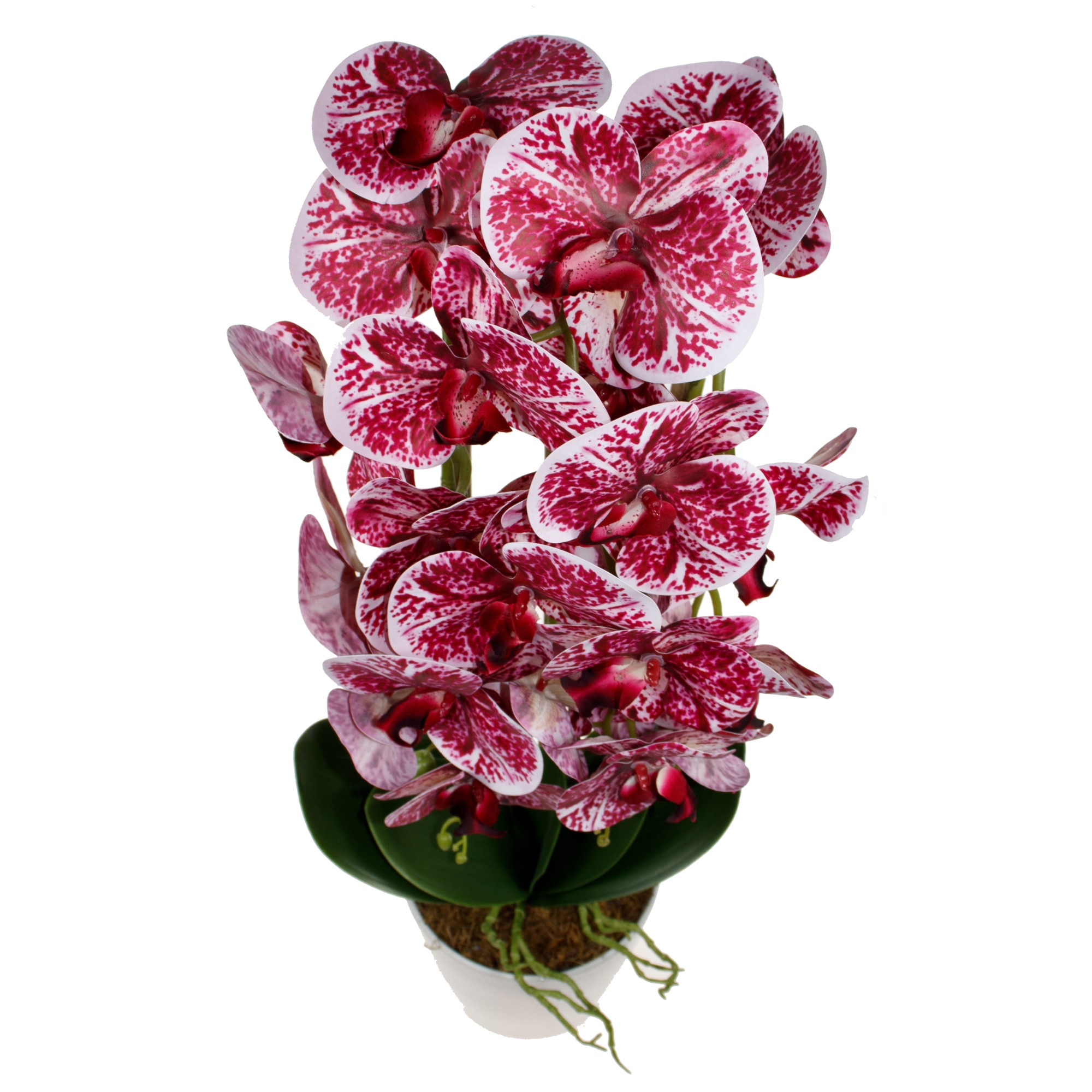 Orhidee 3 fire cu aspect natural in ghiveci ceramic alb, H 70 cm / CD4690_Grena