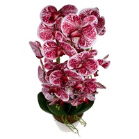 Orhidee 3 fire cu aspect natural in ghiveci ceramic alb, H 70 cm / CD4690_Grena