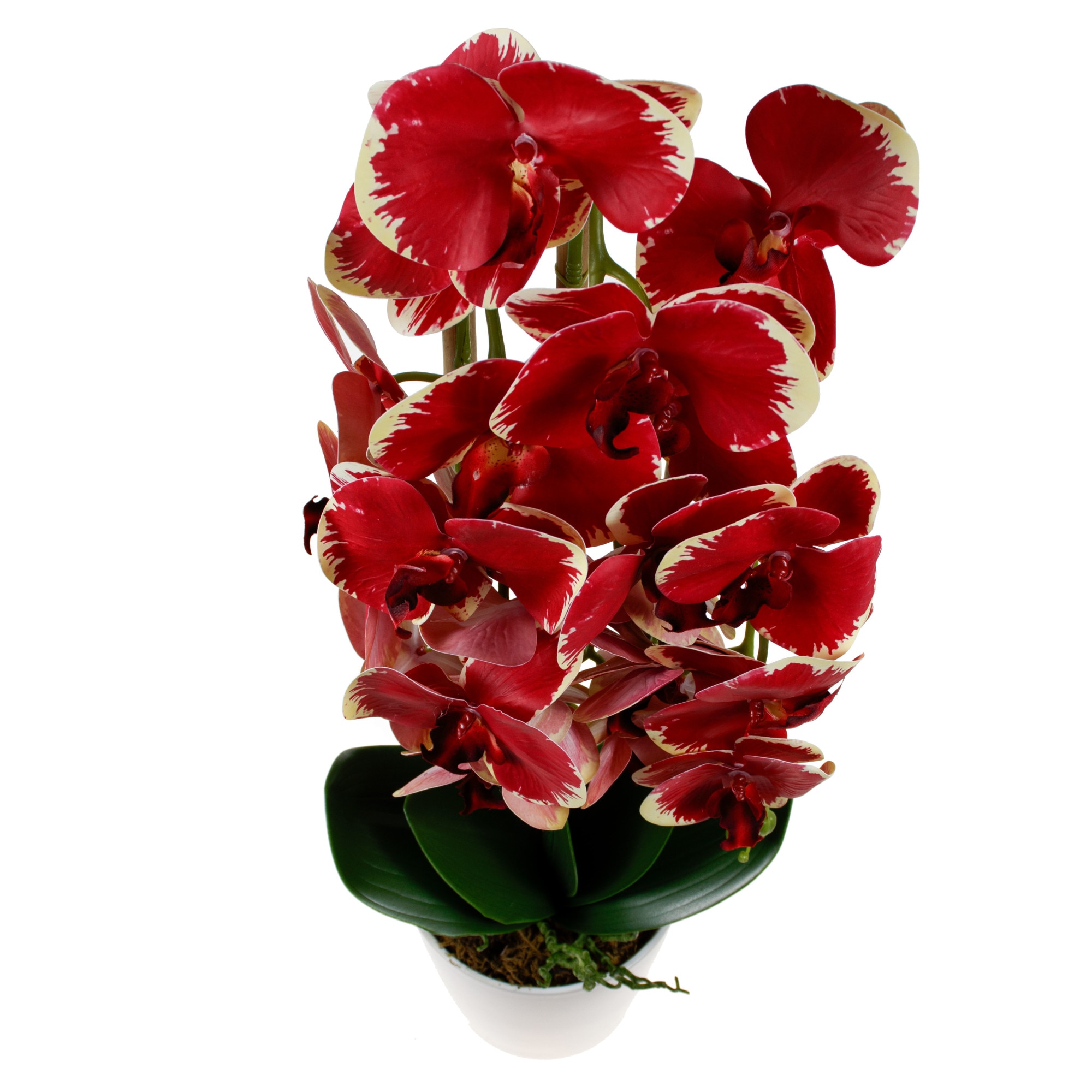 Orhidee 3 fire cu aspect natural in ghiveci ceramic alb, H 70 cm / CD4690_Rosu