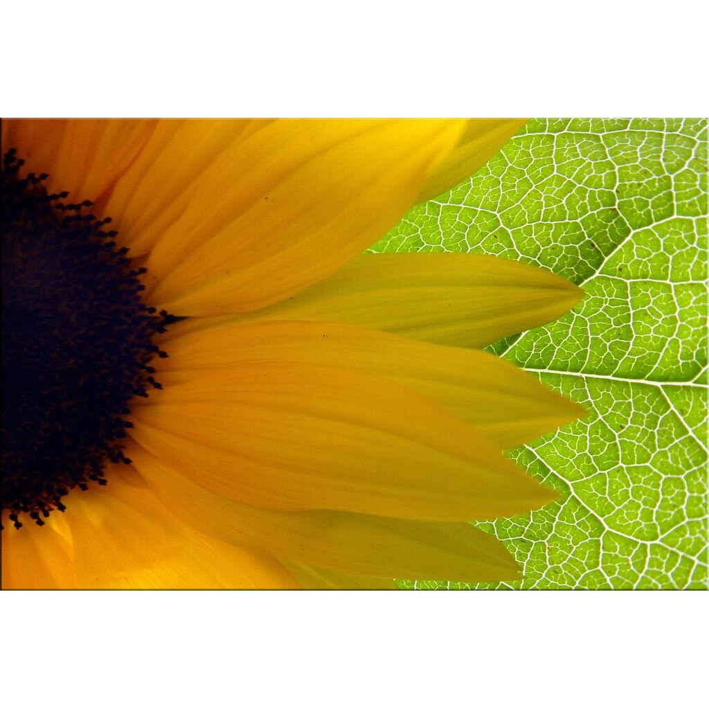 Tablou DualView Startonight Floarea Soarelui , luminos in intuneric, 60 x 90 cm