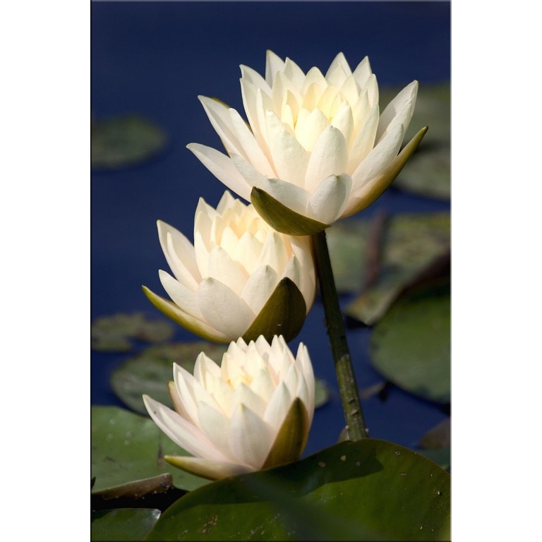 Tablou DualView Startonight Nuferi, luminos in intuneric, 60 x 90 cm