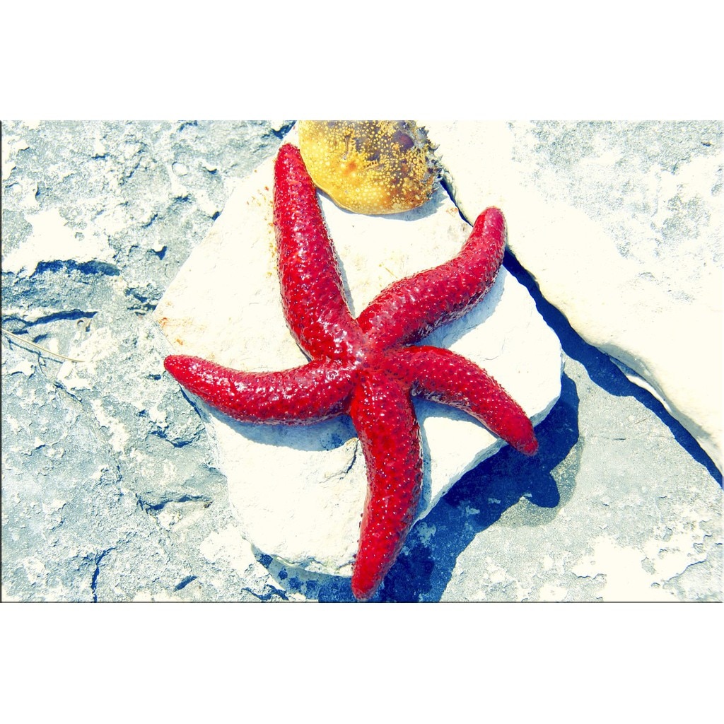 Tablou DualView Startonight Stea de mare , luminos in intuneric, 80 x 120 cm