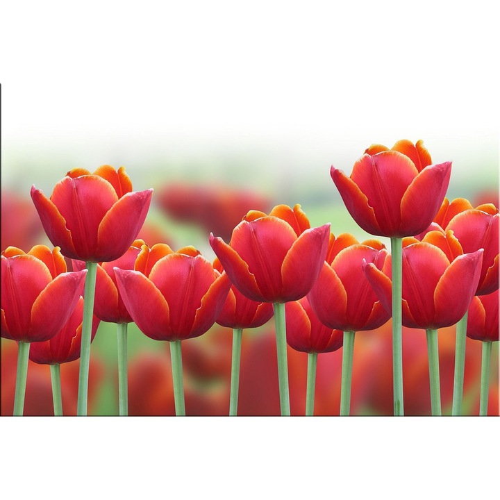 Tablou DualView Startonight Lalele rosii, luminos in intuneric, 60 x 90 cm