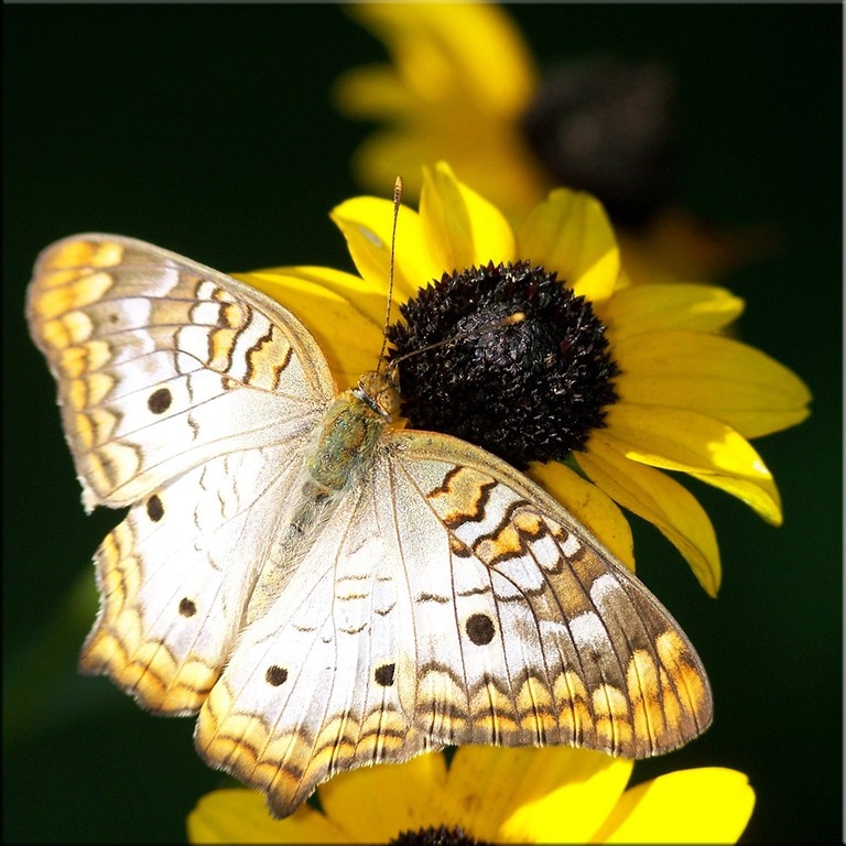 Tablou DualView Startonight Fluture pe floare, luminos in intuneric, 60 x 60 cm