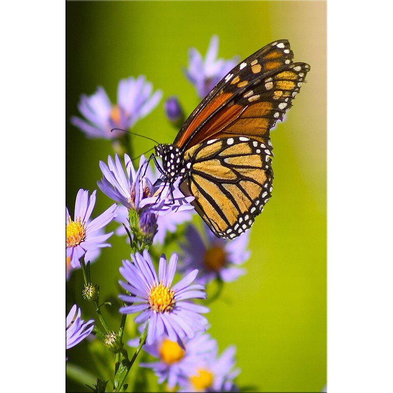 Tablou DualView Startonight Fluture in actiune, luminos in intuneric, 60 x 90 cm