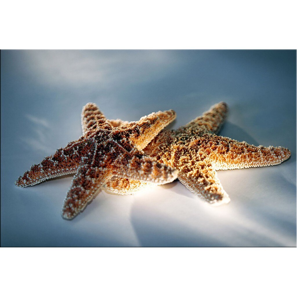 Tablou DualView Startonight Stele de mare in pereche, luminos in intuneric, 80 x 120 cm