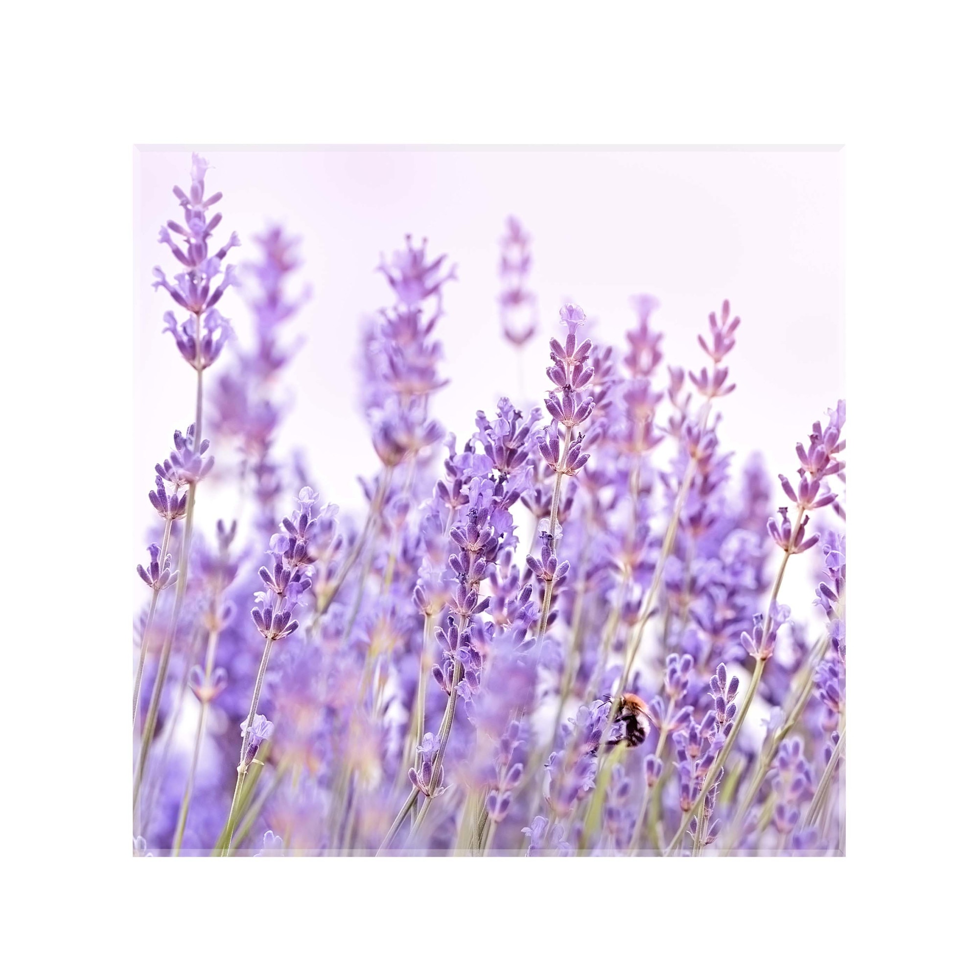 Panou decorativ sticla bucatarie securizata Saint Gobain Glass, imprimata 65x65cm, protectie antistropire pentru aragaz, Ambra Deco, Albina si Camp lavanda