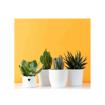 Panou decorativ sticla bucatarie securizata Saint Gobain Glass, imprimata 60x55cm, protectie antistropire pentru aragaz, Ambra Deco, Cactusi Panou decorativ sticla bucatarie securizata Saint Gobain Glass, imprimata 60x55cm, protectie antistropire pentru aragaz, Ambra Deco, Cactusi